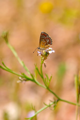 Closeup   beautiful butterflies sitting on the flower.