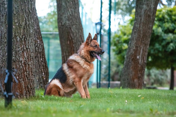 Dog German Shepherd is sitting on the green lawn.
