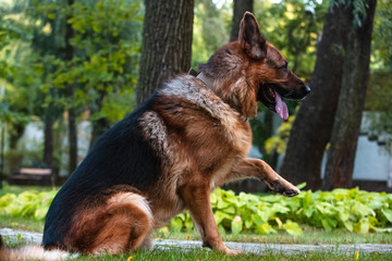 Dog German Shepherd is sitting on the green lawn.