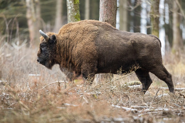 European bison - Bison bonasus in the Knyszyn Forest (Poland)