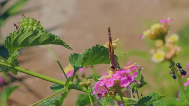The butterfly collects pollen on the pink flower. Closeup ProRes 10 Bit slow motion.