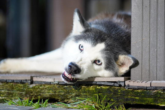 Street dog husky