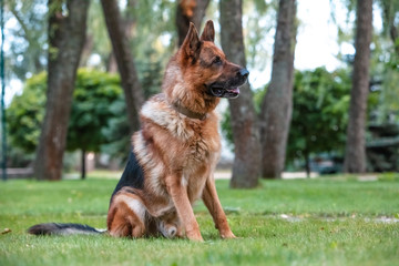 Dog German Shepherd is sitting on the green lawn.