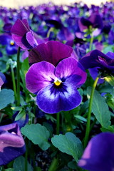 Bl&uuml;ten dunkelblaues Stifem&uuml;tterchen - Viola