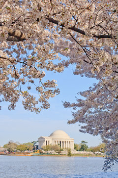 Cherry blossoms, Washington, DC