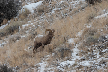 Naklejka premium Rocky Mountain Bighorn Sheep Ram in Winter
