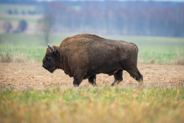 European bison - Bison bonasus in the Knyszyn Forest (Poland)