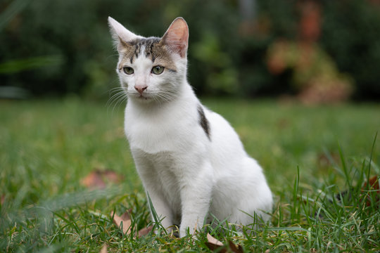 Street cat