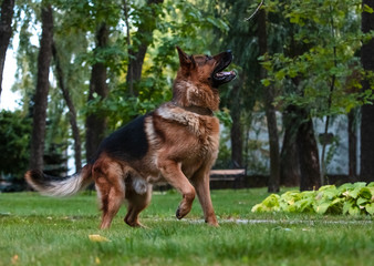 Dog German Shepherd moves, plays and jumps on a green lawn. Pedigree dog outdoors on a sunny summer day.