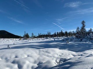 winter landscape with trees and snow