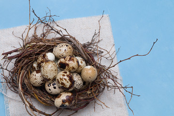Obraz premium quail eggs in a nest of branches on a blue background, light fabric, Easter background, natural food, copy space, top view