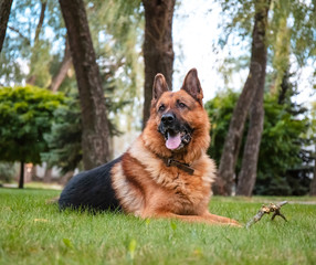 Dog German Shepherd lies on green grass. Beautiful Summer Outdoor Nature.