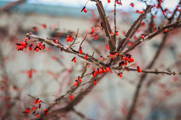 Winter abstract nature background. The twigs and branches, and red berries in snow. 