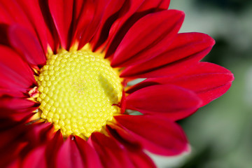 Close up of bright red chrysanthemum flowers with green nature background.
