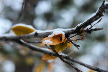 Nature winter background. Dry tree leafs in the snow. 