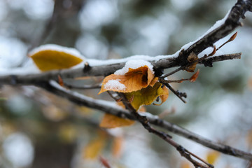 Nature winter background. Dry tree leafs in the snow. 