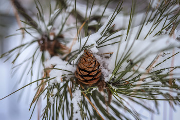 natural winter background. pine, twig, cone in the snow