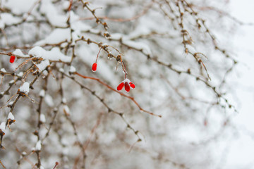 Winter abstract nature background. The twigs and branches, and red berries in snow. 