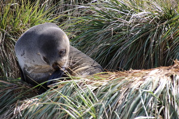Im Gras liegende Pelzrobbe / Seebär in Südgeorgien Antarktis