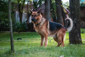 Dog German Shepherd moves, plays and jumps on a green lawn. Pedigree dog outdoors on a sunny summer day.