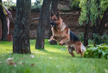 Dog German Shepherd moves, plays and jumps on a green lawn. Pedigree dog outdoors on a sunny summer day.