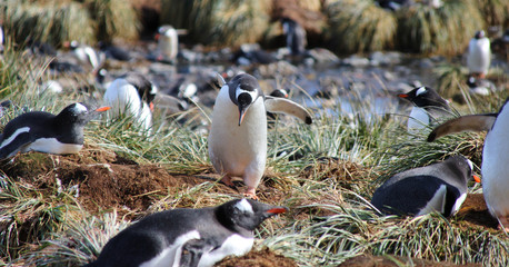 Königspinguin in Südgeorgien Antarktis nistend, laufend