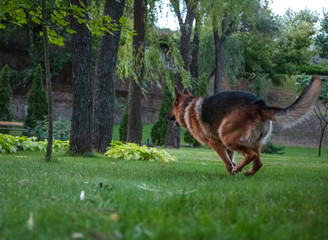 Dog German Shepherd moves, plays and jumps on a green lawn. Pedigree dog outdoors on a sunny summer day.