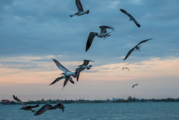 Naklejka na ściany i meble seagulls flying over the sea