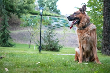 Dog German Shepherd is sitting near fir on the green lawn.