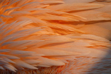 Exotische Flamingo Texture Feder in Pastell Pink, Coral, Weiß, Orange als Close up