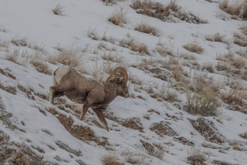 Naklejka premium Rocky Mountain Bighorn Sheep Ram in Wyoming in Winter