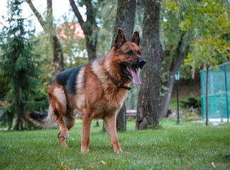 Dog German Shepherd moves, plays and jumps on a green lawn. Pedigree dog outdoors on a sunny summer day.
