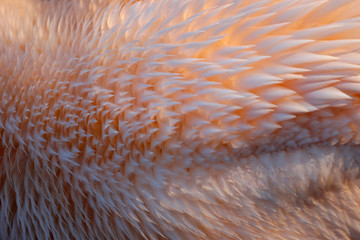 Exotische Flamingo Texture Feder in Pastell Pink, Coral, Weiß, Orange als Close up