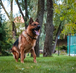 Dog German Shepherd moves, plays and jumps on a green lawn. Pedigree dog outdoors on a sunny summer day.