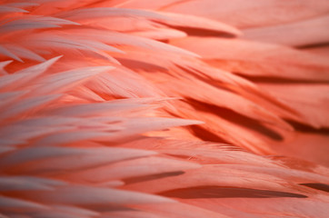 Exotische Flamingo Texture Feder in Pastellfarbe Pink, Coral, Weiß, Orange als Close up