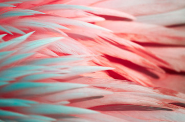 Exotische Flamingo Texture Feder in Pastell Pink, Weiß, Grün, Coral als Close up