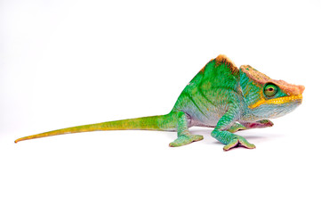 Parson's chameleon / Parsons Chamäleon (Calumma parsonii parsonii) -  © bennytrapp