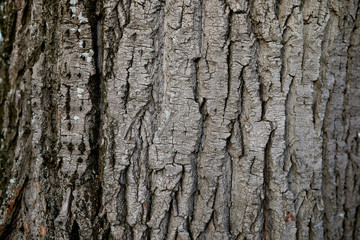 Obraz premium Bark on a willow tree