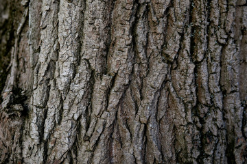 Naklejka premium Bark on a willow tree