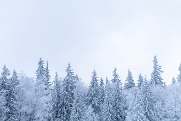Snow covered forest during snow fall