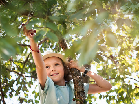 Girl picking cherries on tree