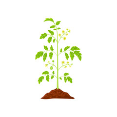 Tomato bloom grows, in a pot flat vector illustration. 