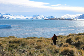 Fototapeta premium Landschaft in Südgeorgien - Prion Island