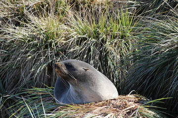 Im Gras liegende Pelzrobbe / Seebär in Südgeorgien Antarktis