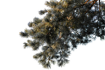Pine branches close-up, natural silhouette in the frost on a white background.