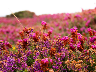Obraz premium A close up of the bell heather in Brittany, France. At Cap de la Chevre.