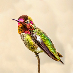 Hummer