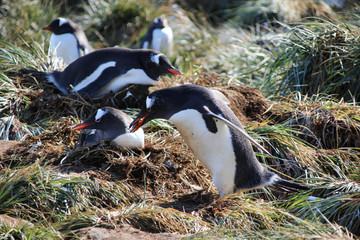 Nistender Pinguin mit Stein im Schnabel - Antarktis Südgeorgien