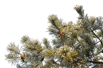 Pine branches close-up, natural silhouette in the frost on a white background.