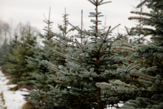Pine trees